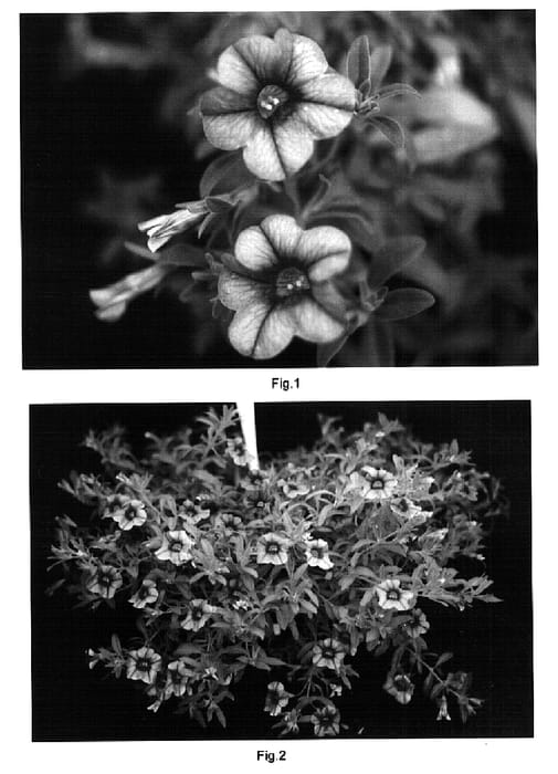 Figure 1 of US plant patent PP15524, the photograph of Kakegawa S69 printed in the patent.