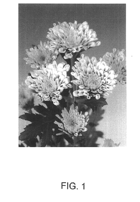 Figure 1 of US plant patent PP15525, the photograph of Sizzleness Yellow printed in the patent.