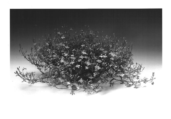 Figure 1 of US plant patent PP15526, the photograph of Loboudtis printed in the patent.