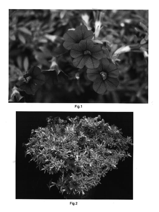 Figure 1 of US plant patent PP15527, the photograph of Kakegawa S63 printed in the patent.