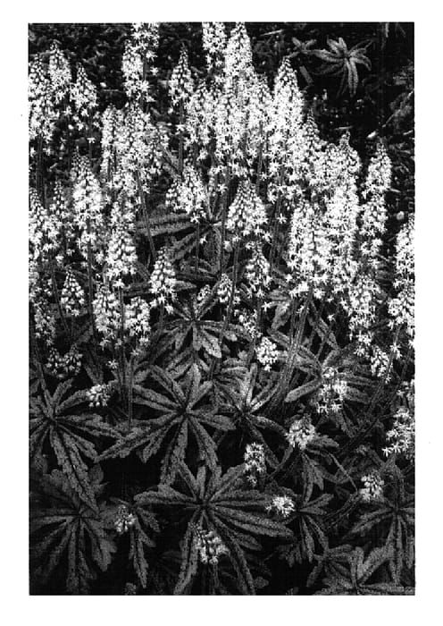 Figure 1 of US plant patent PP15528, the photograph of Candy Striper printed in the patent.