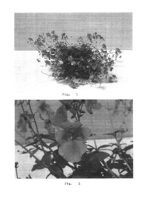 Figure 1 of US plant patent PP15529, the photograph of Balwincor printed in the patent.