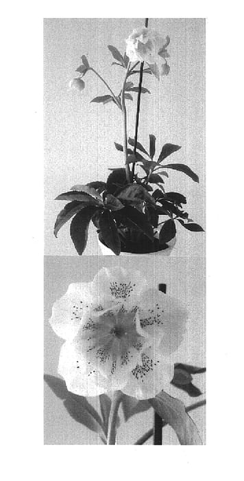 Figure 1 of US plant patent PP15530, the photograph of HGC Double Surprise printed in the patent.