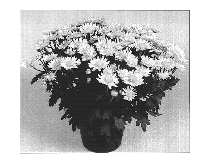 Figure 1 of US plant patent PP15531, the photograph of Spritza Time Yellow printed in the patent.