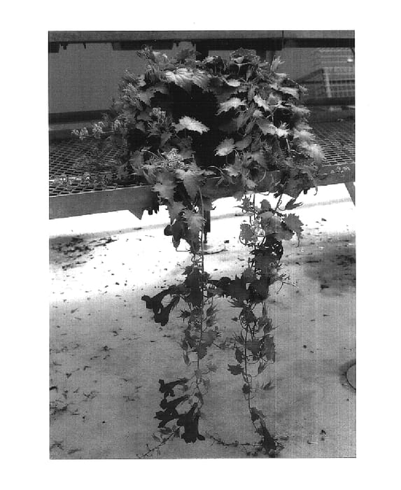 Figure 1 of US plant patent PP15532, the photograph of Sun-Asaro printed in the patent.