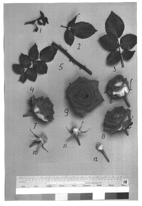 Figure 1 of US plant patent PP15533, the photograph of Pand565 printed in the patent.