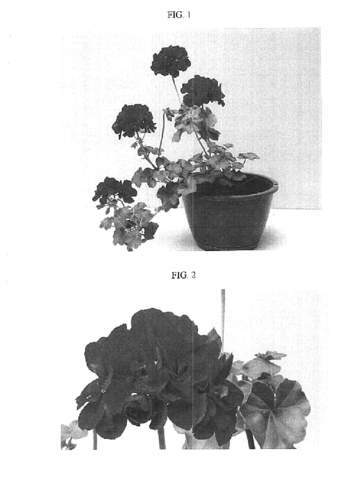 Figure 1 of US plant patent PP15534, the photograph of Balcolreim printed in the patent.