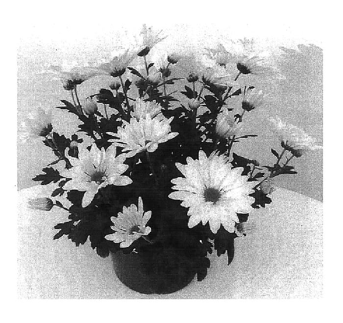 Figure 1 of US plant patent PP15535, the photograph of Stereophonics printed in the patent.