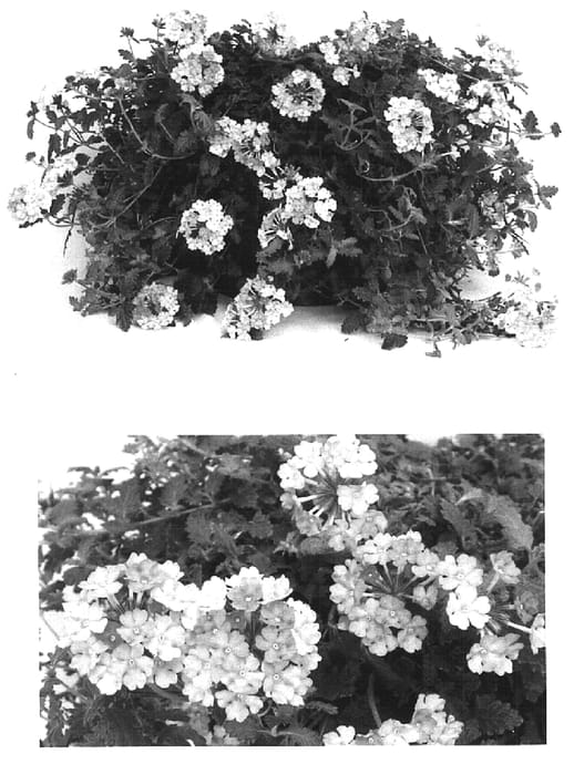 Figure 1 of US plant patent PP15536, the photograph of Lan Peachy printed in the patent.