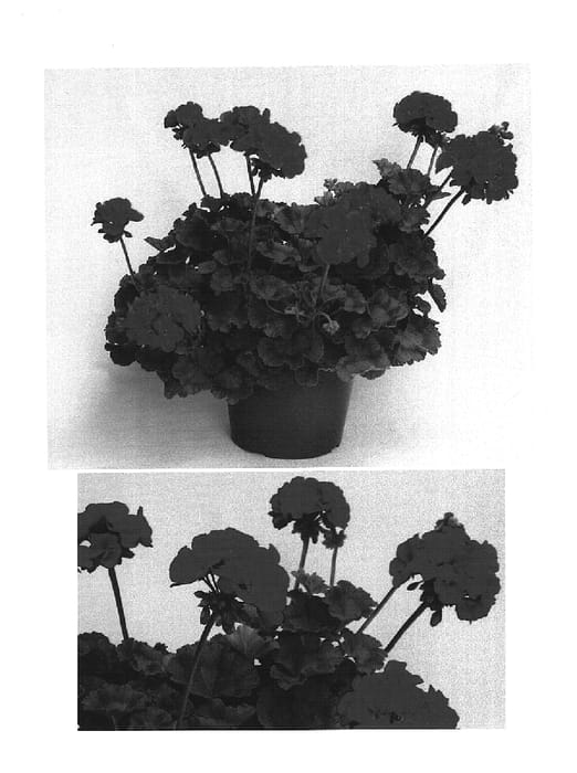 Figure 1 of US plant patent PP15537, the photograph of Clips Scarl printed in the patent.