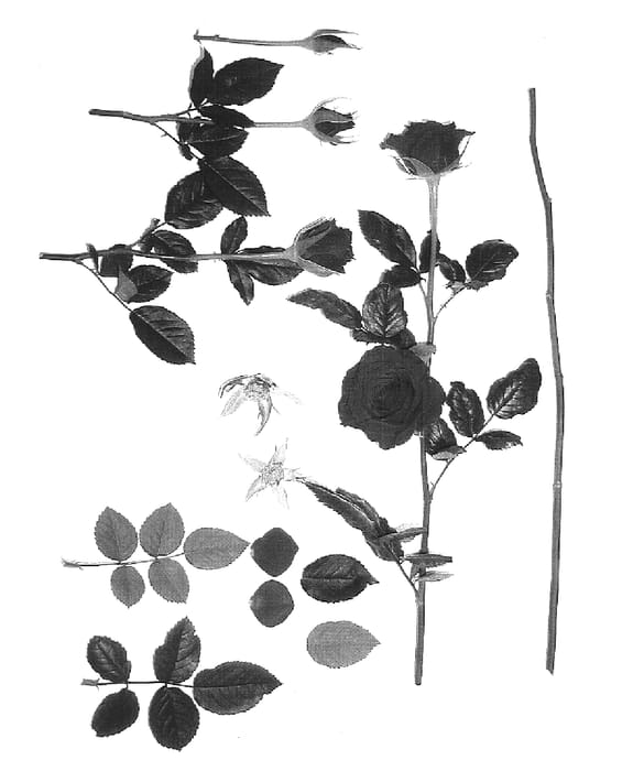 Figure 1 of US plant patent PP15538, the photograph of Interyassor printed in the patent.
