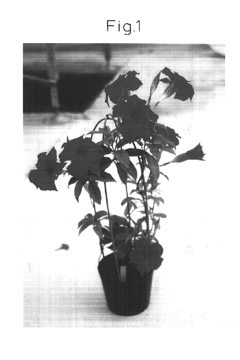 Figure 1 of US plant patent PP15539, the photograph of Sunmandecrim printed in the patent.