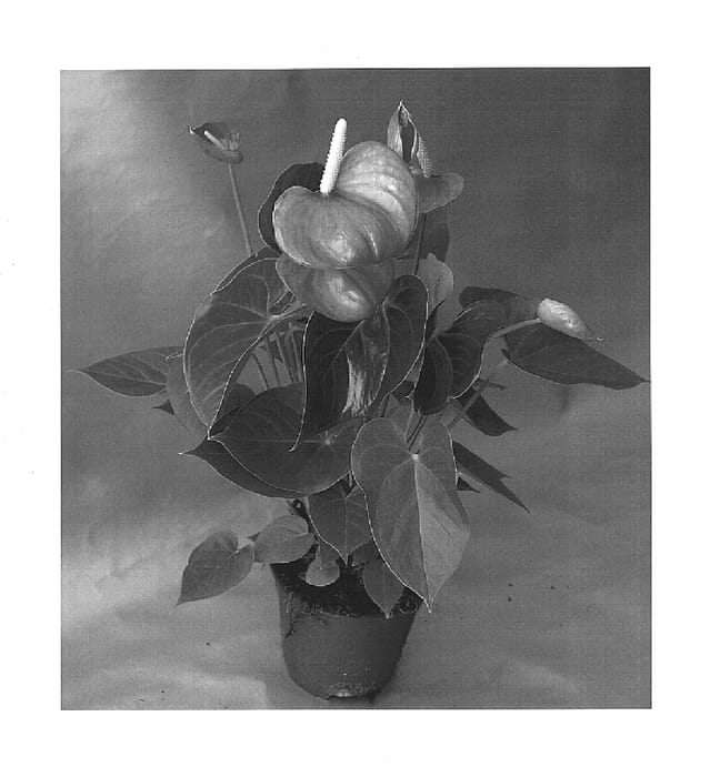 Figure 1 of US plant patent PP15540, the photograph of Rijn200128 printed in the patent.