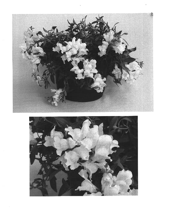 Figure 1 of US plant patent PP15541, the photograph of Sulte Lityel printed in the patent.