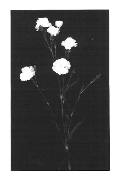 Figure 1 of US plant patent PP15542, the photograph of P000607 printed in the patent.