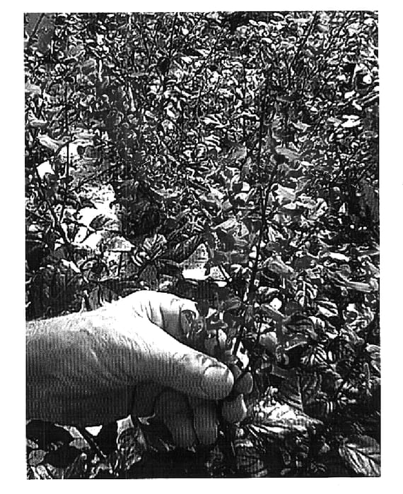 Figure 1 of US plant patent PP15543, the photograph of K011101 printed in the patent.