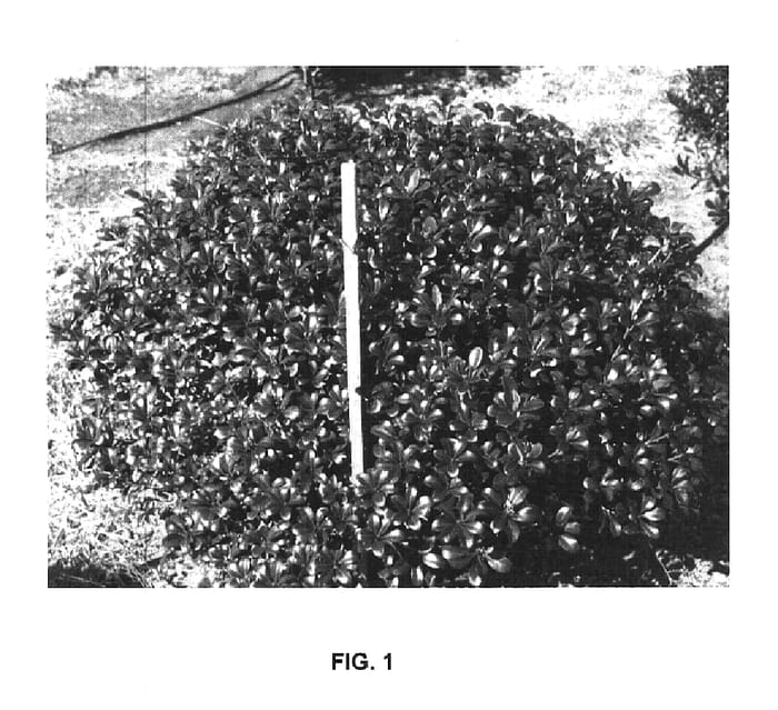 Figure 1 of US plant patent PP15544, the photograph of Corleyscourii printed in the patent.