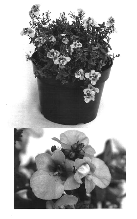 Figure 1 of US plant patent PP15545, the photograph of Codilav printed in the patent.