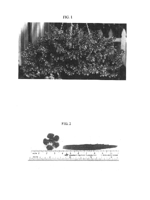 Figure 1 of US plant patent PP15546, the photograph of Balangbeke printed in the patent.
