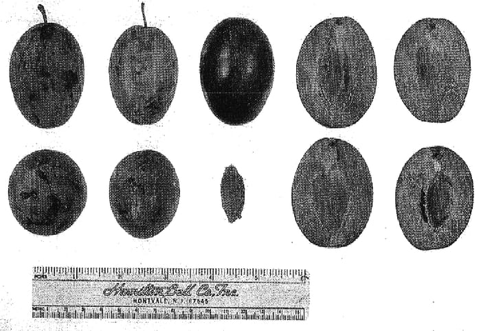 Figure 1 of US plant patent PP15547, the photograph of D6N-72 printed in the patent.