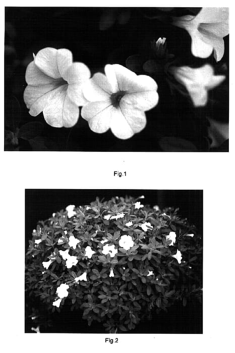 Figure 1 of US plant patent PP15548, the photograph of Kakegawa S65 printed in the patent.