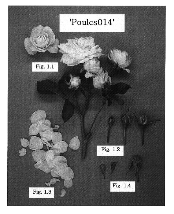 Figure 1 of US plant patent PP15549, the photograph of POULcs014 printed in the patent.