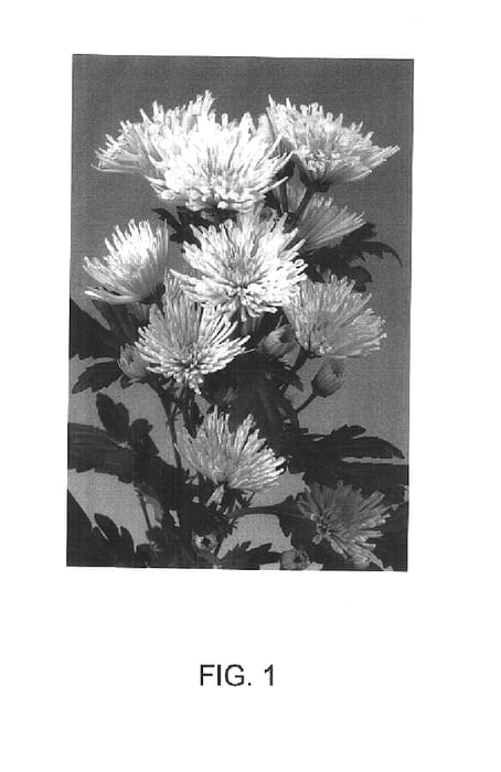 Figure 1 of US plant patent PP15550, the photograph of Sizzleness Green printed in the patent.