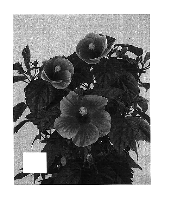 Figure 1 of US plant patent PP15551, the photograph of Denver printed in the patent.