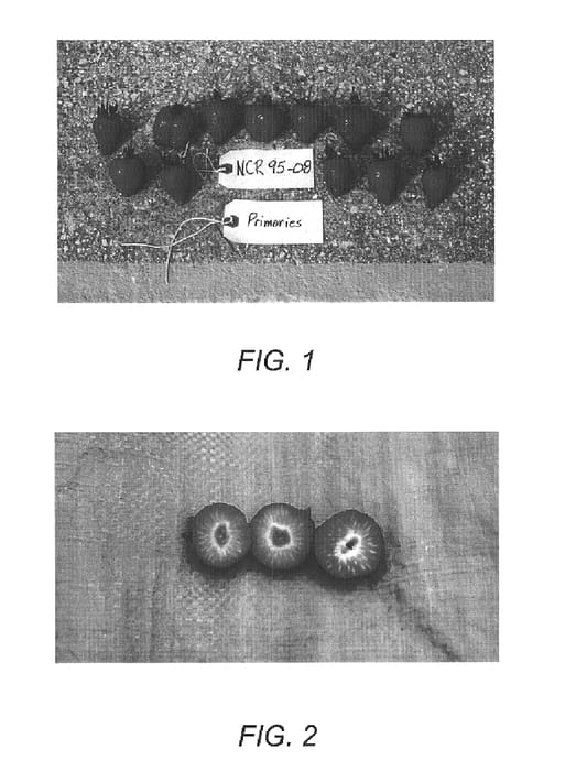 Figure 1 of US plant patent PP15552, the photograph of Bish printed in the patent.