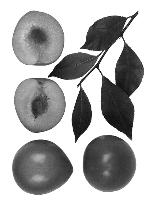 Figure 1 of US plant patent PP15553, the photograph of Holiday printed in the patent.