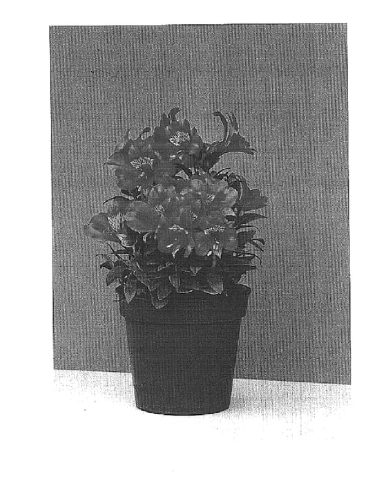 Figure 1 of US plant patent PP15554, the photograph of Roselind printed in the patent.