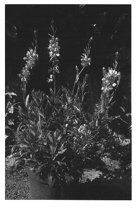 Figure 1 of US plant patent PP15555, the photograph of Walgaupf printed in the patent.