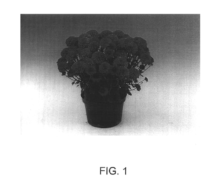 Figure 1 of US plant patent PP15556, the photograph of Hercules printed in the patent.