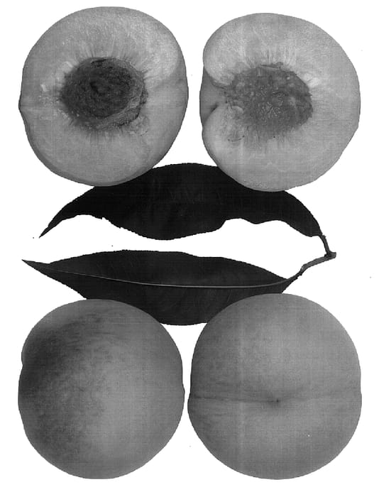 Figure 1 of US plant patent PP15557, the photograph of Klamath printed in the patent.