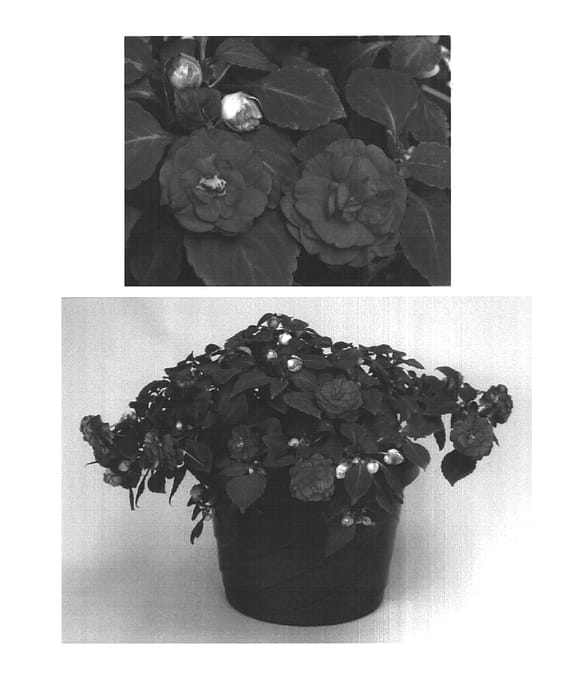 Figure 1 of US plant patent PP15558, the photograph of Cobimpto printed in the patent.