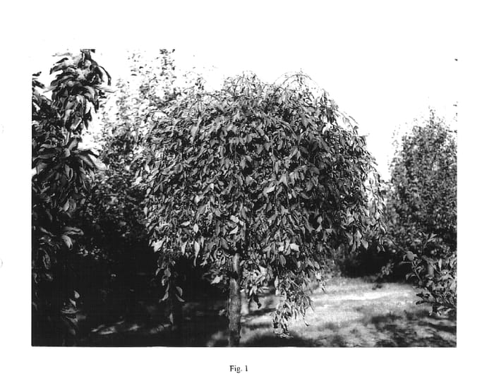 Figure 1 of US plant patent PP15559, the photograph of Uebo printed in the patent.