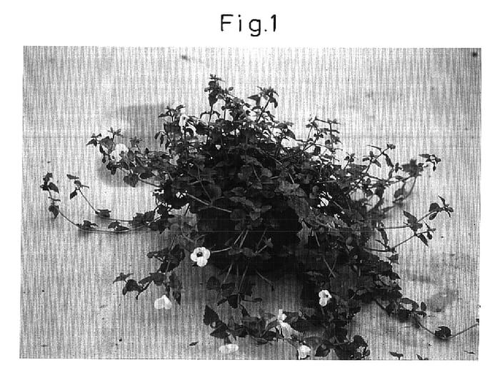 Figure 1 of US plant patent PP15560, the photograph of Sunrenilahopas printed in the patent.