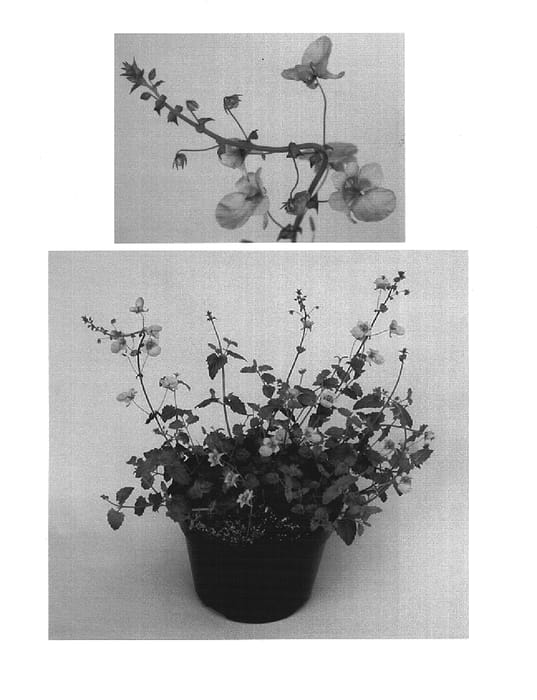 Figure 1 of US plant patent PP15561, the photograph of Kieditwo printed in the patent.