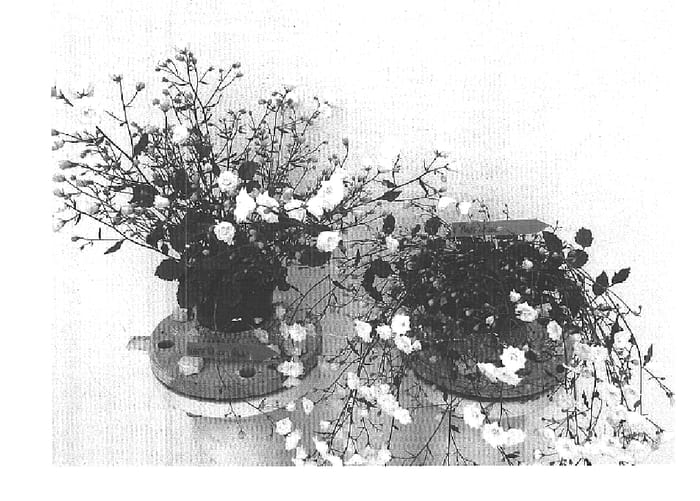 Figure 1 of US plant patent PP15562, the photograph of PKMh04 printed in the patent.