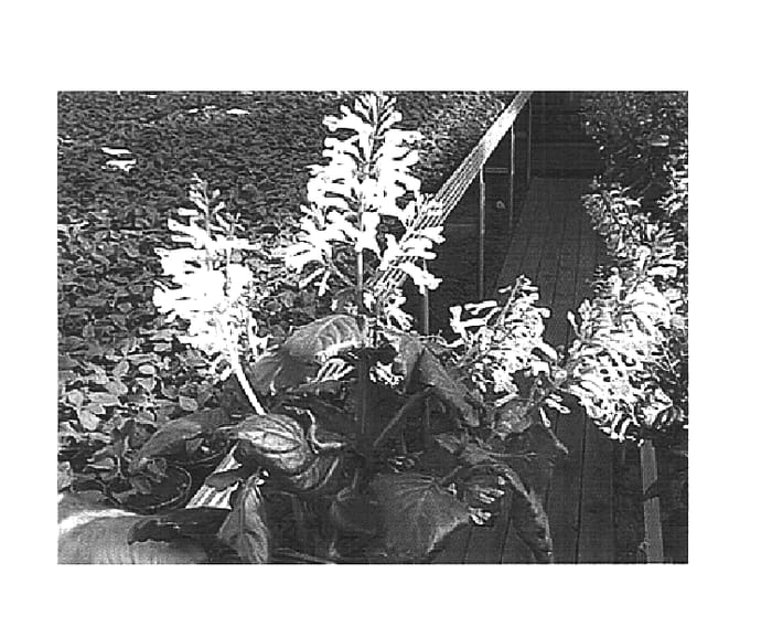 Figure 1 of US plant patent PP15563, the photograph of K111201 printed in the patent.