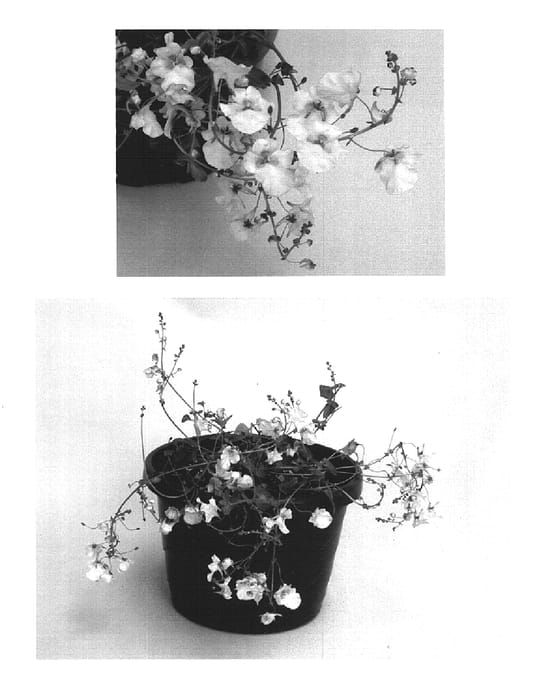 Figure 1 of US plant patent PP15564, the photograph of Kiedione printed in the patent.