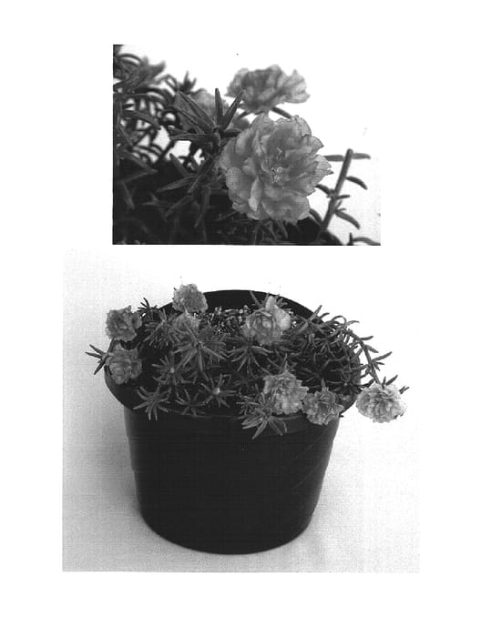 Figure 1 of US plant patent PP15565, the photograph of Bodhigros printed in the patent.