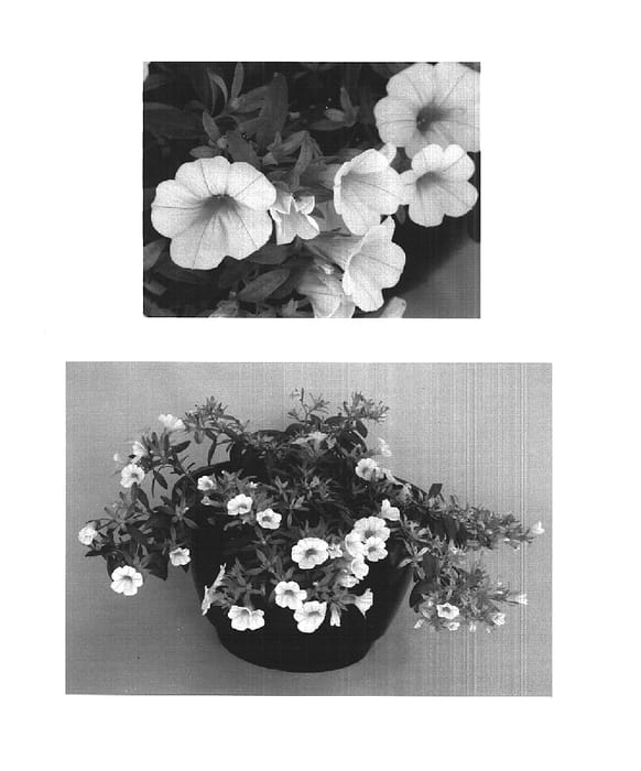 Figure 1 of US plant patent PP15566, the photograph of Kiecalem printed in the patent.
