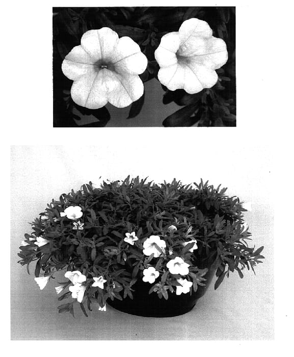 Figure 1 of US plant patent PP15567, the photograph of Kiecawit printed in the patent.