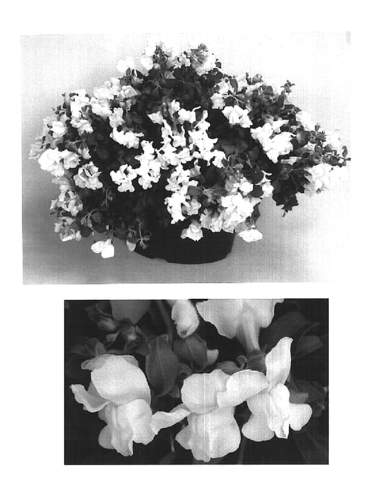 Figure 1 of US plant patent PP15568, the photograph of Sant218A printed in the patent.