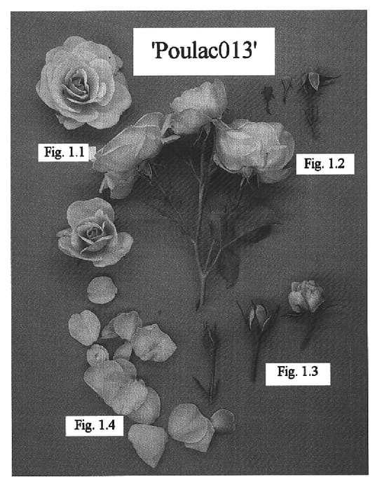 Figure 1 of US plant patent PP15569, the photograph of POULac013 printed in the patent.