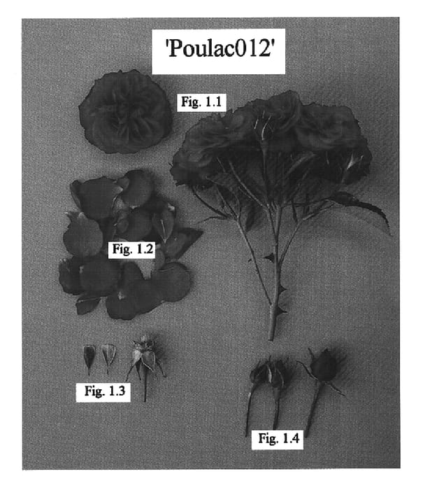 Figure 1 of US plant patent PP15570, the photograph of POULAC012 printed in the patent.