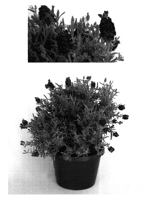 Figure 1 of US plant patent PP15571, the photograph of Barcelona Purple printed in the patent.