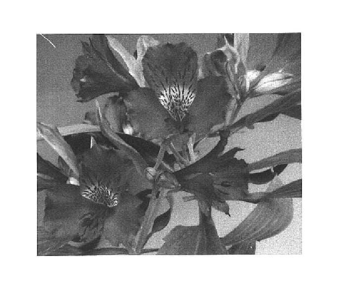 Figure 1 of US plant patent PP15572, the photograph of Zalsabel printed in the patent.