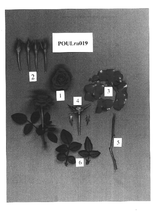 Figure 1 of US plant patent PP15573, the photograph of POULra019 printed in the patent.